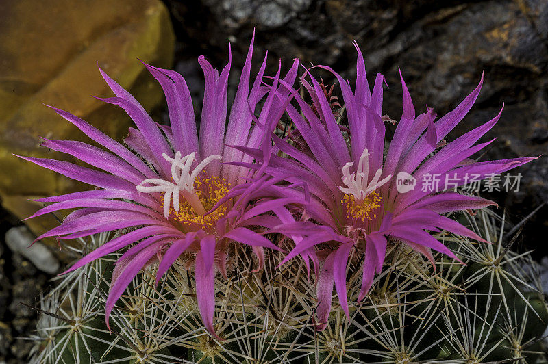 蜂窝仙人掌，Escobaria vivipara或Coryphantha vivipara，是一种仙人掌，有几个共同的名字，包括刺星，胎生狐尾仙人掌。仅限于莫哈韦沙漠和索诺兰沙漠。大盆地国家公园，内华达州。